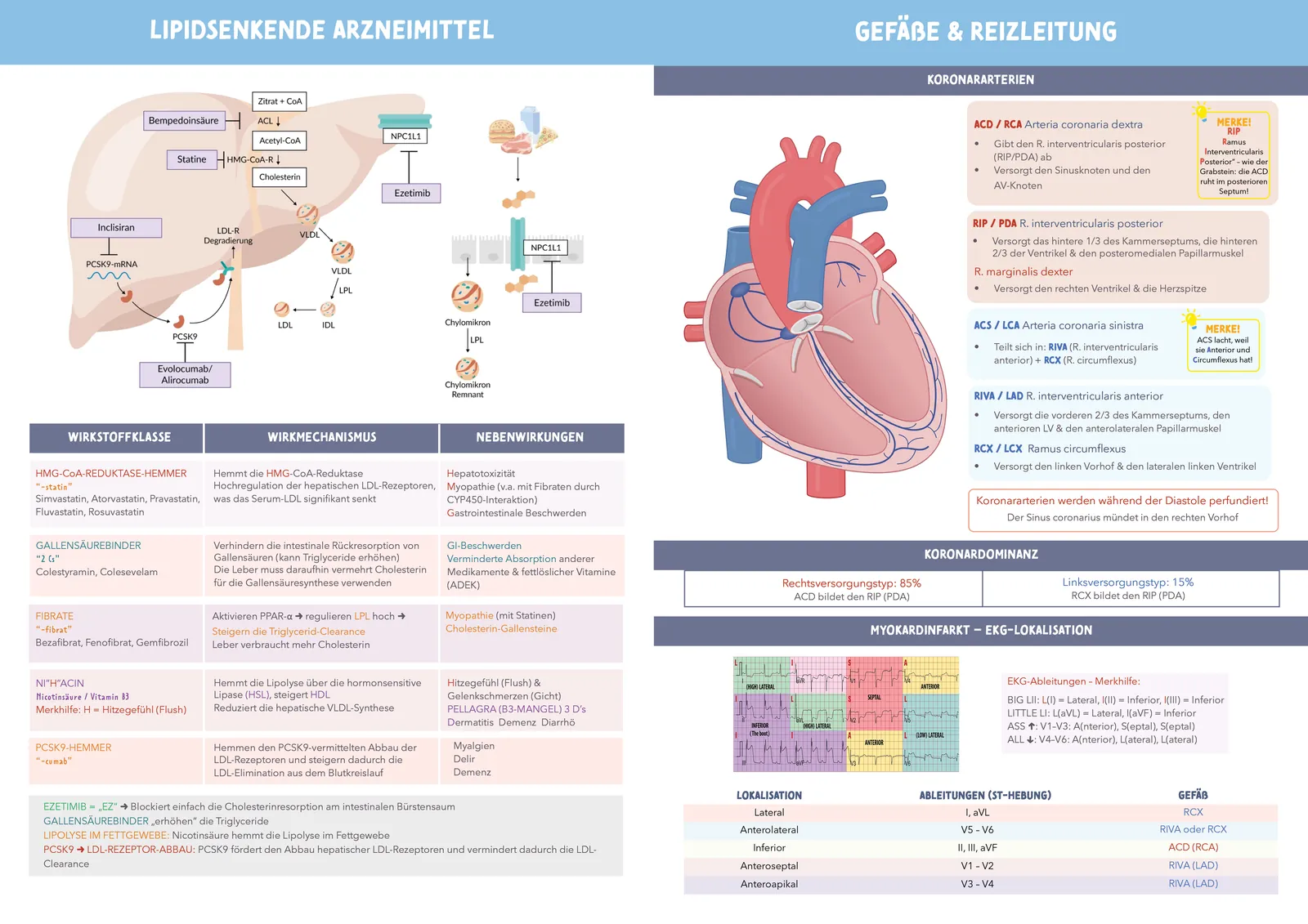 Medibook, German medical study book: Lipid-lowering drugs, then the coronary arteries and ECG localisation, with the heart diagram on the facing page.