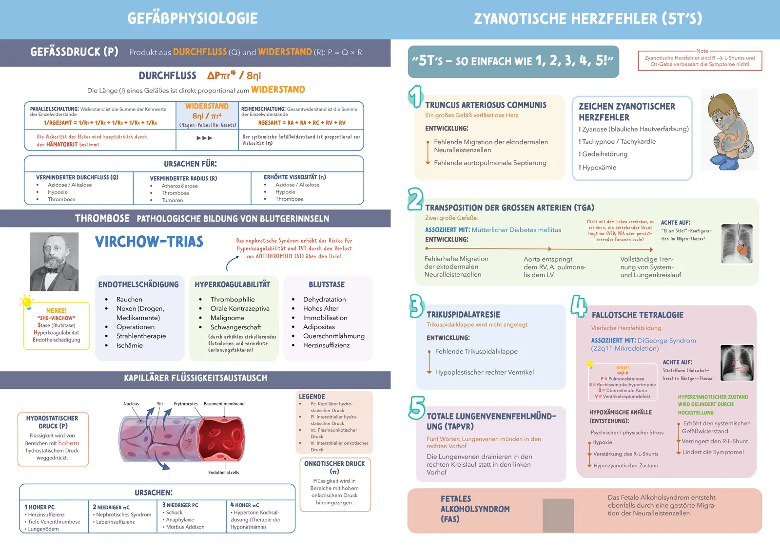 Medibook, German medical study book: Vascular physiology and cyanotic heart defects. Each numbered defect gets its own box.
